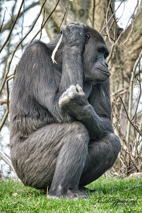 Gorilla