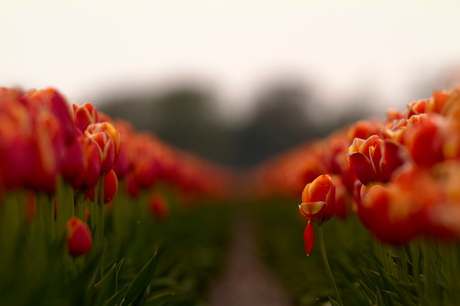 vallend blaadje in een Oranje Tulpenveld 