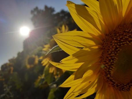 The sun on the sunflower