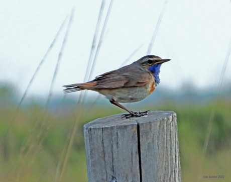 Vogel