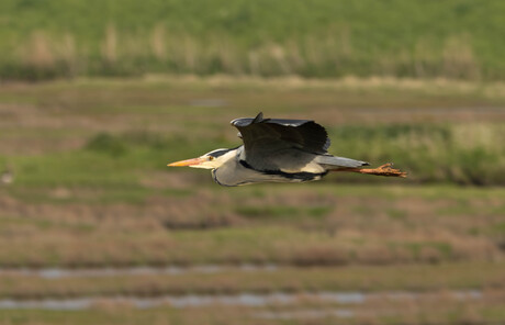 Blauwe reiger