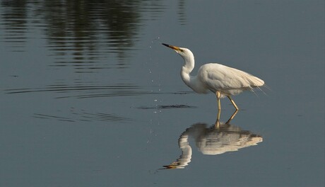 Grote Zilverreiger