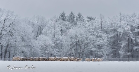 Eindelijk kunnen ze hun wol goed gebruiken 