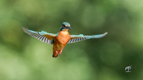 Ijsvogel tijdens bidden