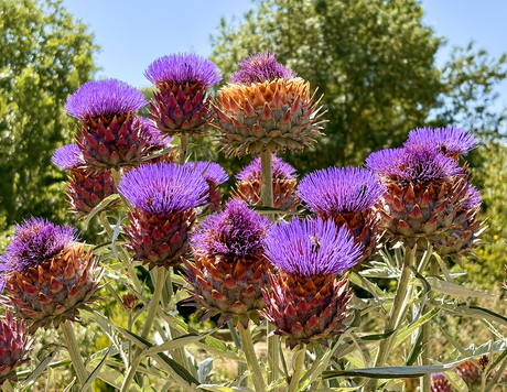 paarse bloemen 