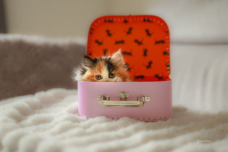 Aankomst nieuw baasje