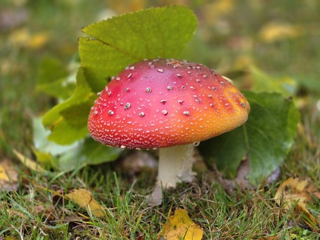 Paddenstoel 