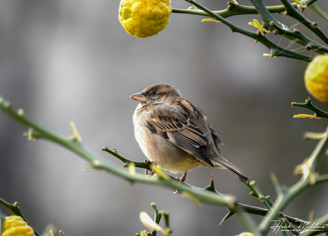 Huismus (Passer domesticus) V