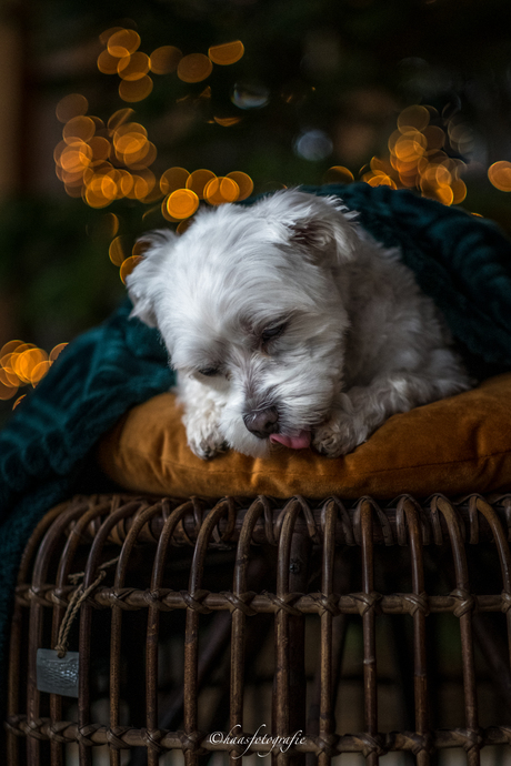 "Christmas-dog"