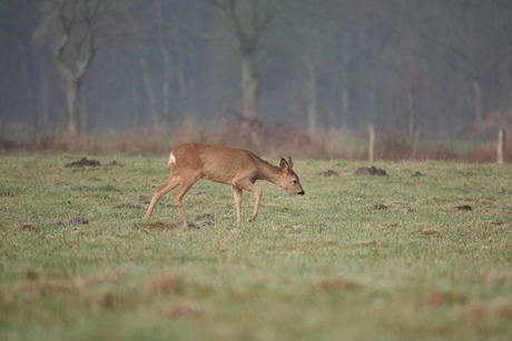 Reegeit op de wandel