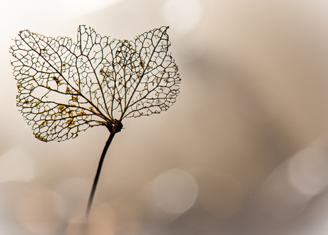 Hortensia