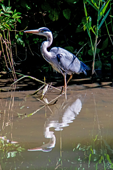 Blauwe Reiger