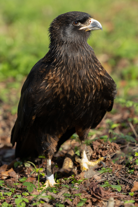 Falkland caracara 