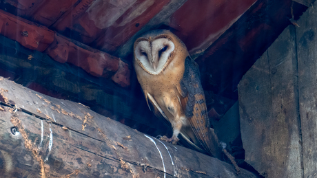 Kerkuil - Barnowl
