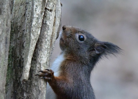 Boomartiesten  zijn het..