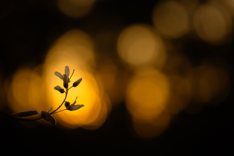 lente
