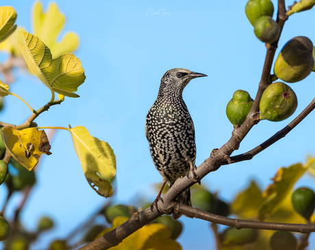 European Starling - Spreeuw - Ψαρόνι -Sturnus vulgaris 