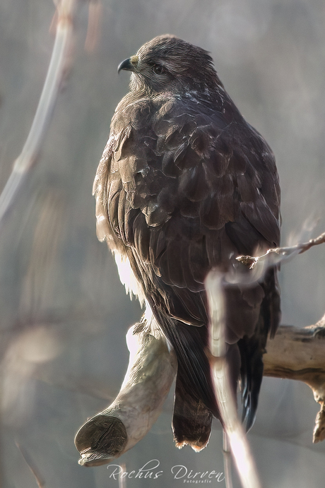 Buizerd in het zonnetje