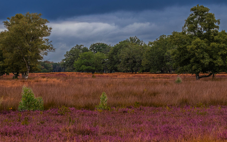 landschap
