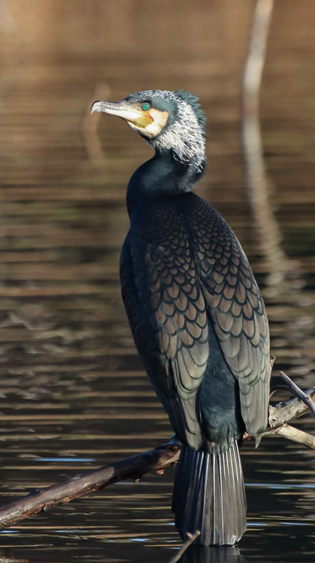 Aalscholver