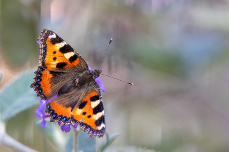 Vlinder in tuin 