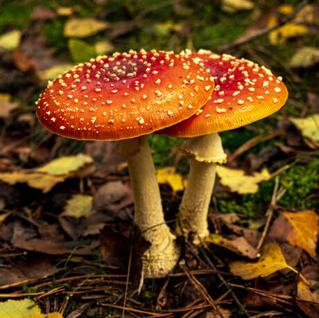 Paddestoelen 