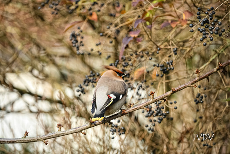 Pestvogel