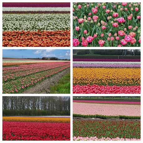 Rondrit door de tulpen