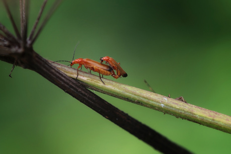 Twee kleine Rode weekschildkevers