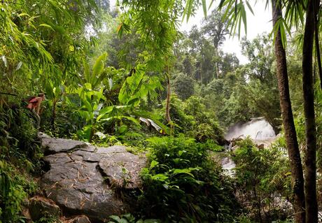 Thai Jungle