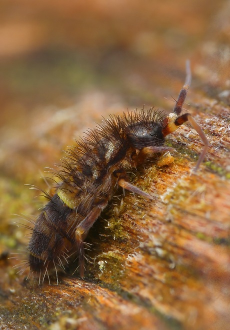 Orchesella cincta