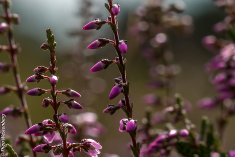 flowering heath