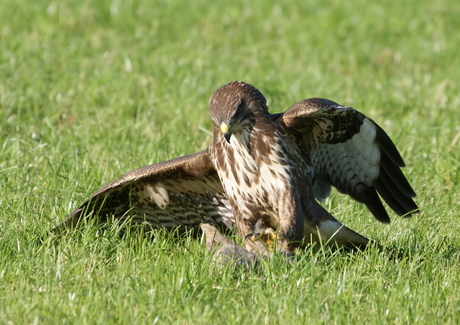 Buizerd 3