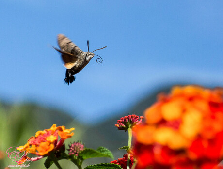 kolibrivlinder in Italie
