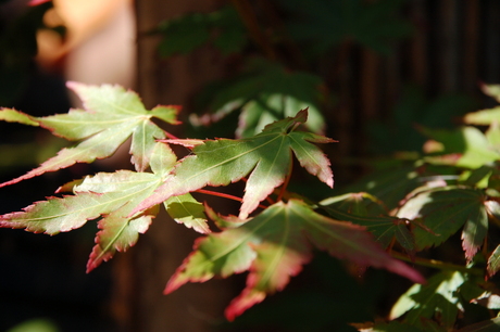 Acer in het zonnetje