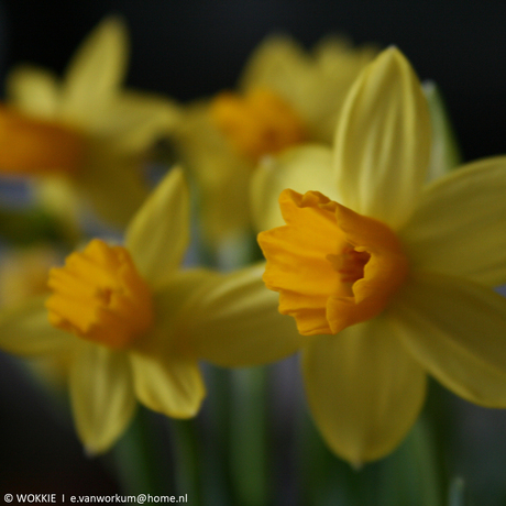 Narcissen