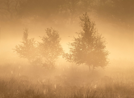 Balloo - gouden licht 