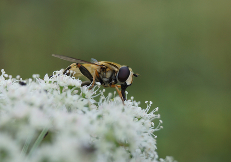 Insect op fluitenkruid