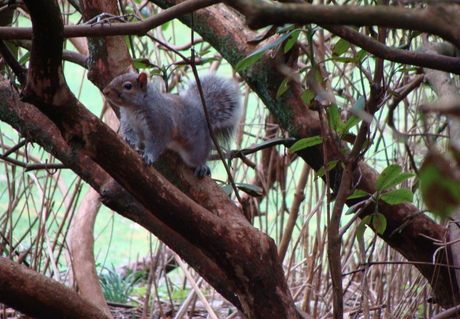 The grey squirrel