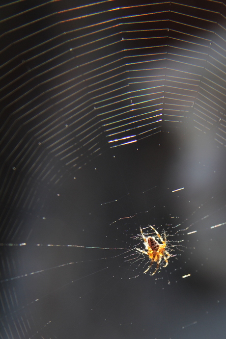 Spin in web (3)