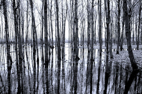 Door de bomen het bos