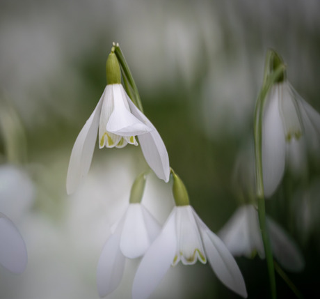 Sneeuwklokjes