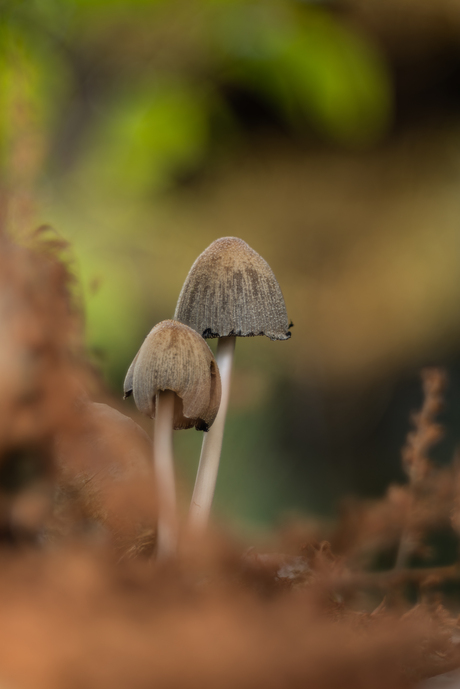 Gewone glimmerinktzwam