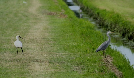 Lepelaar en reiger