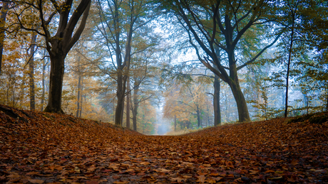 Herfstkleuren