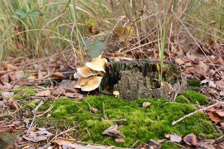 Herfstkleuren