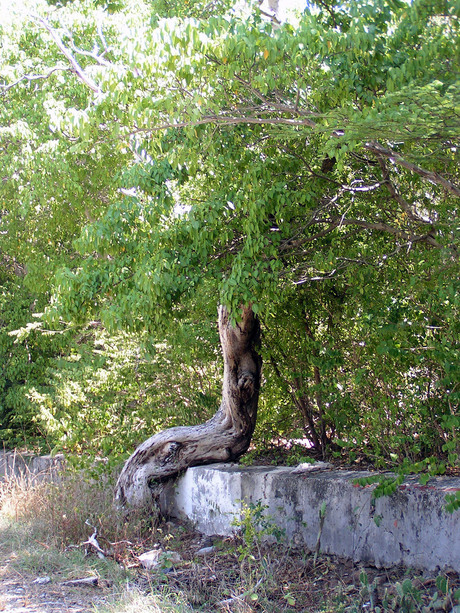 palu sinta - 'zittende boom'