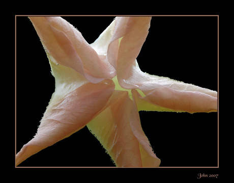 Brugmansia Suavolens