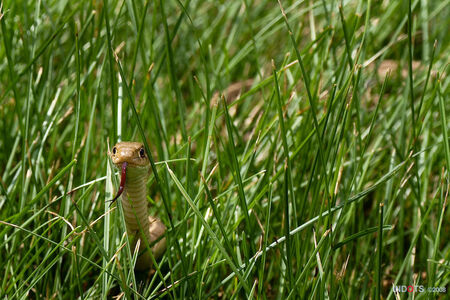 hier uitstulping vacht Mini slang - foto van Richard_Smals - Dieren - Zoom.nl