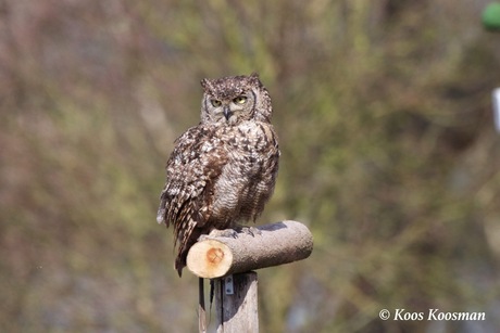 Groot Gehoornde Uil